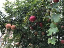 Chios, Pomegranate
