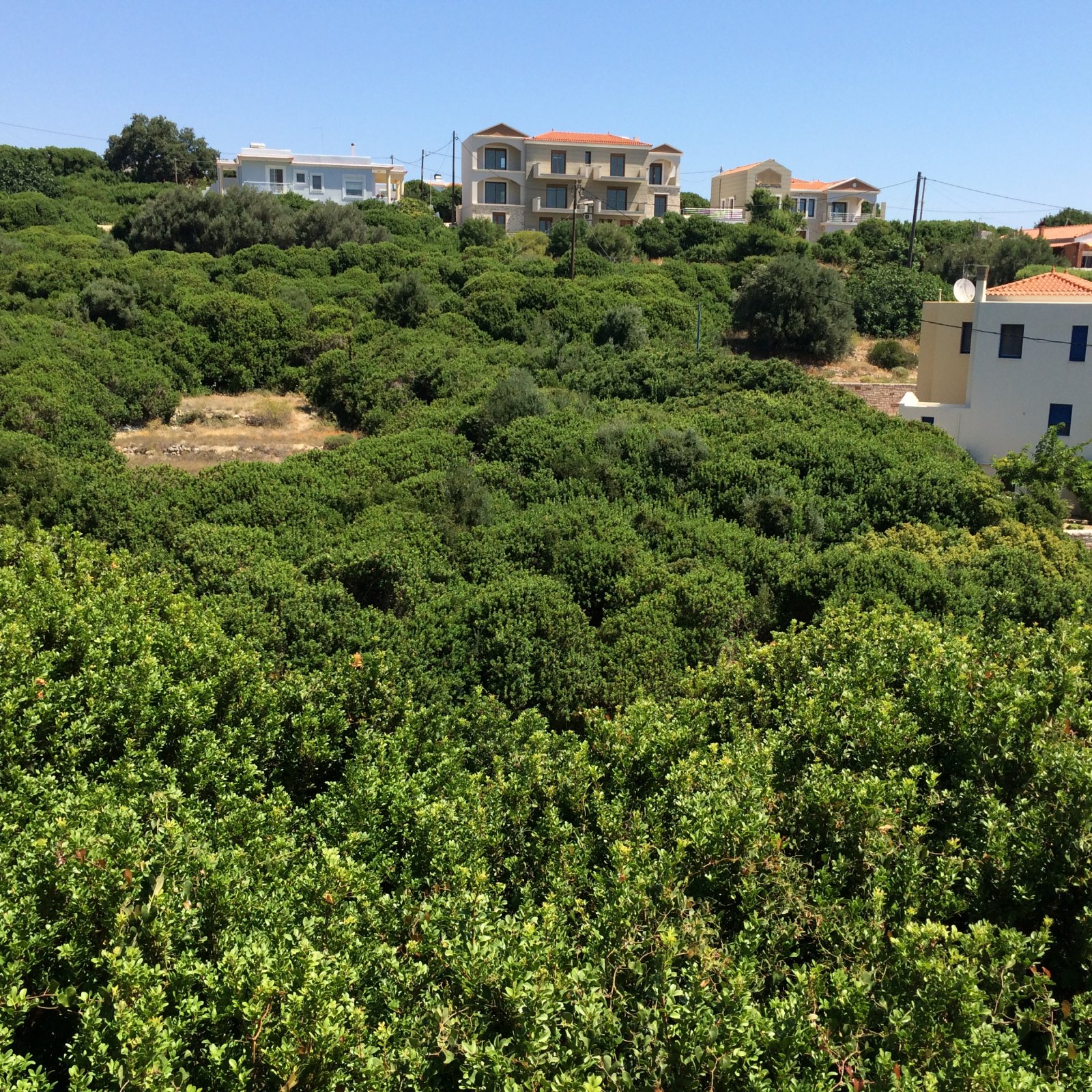 The mysterious healing plant that only grows on Greece's Chios island