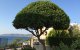 Mastiha tree of Chios, Greek islands