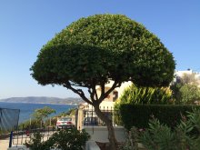 Mastiha tree of Chios, Greek islands